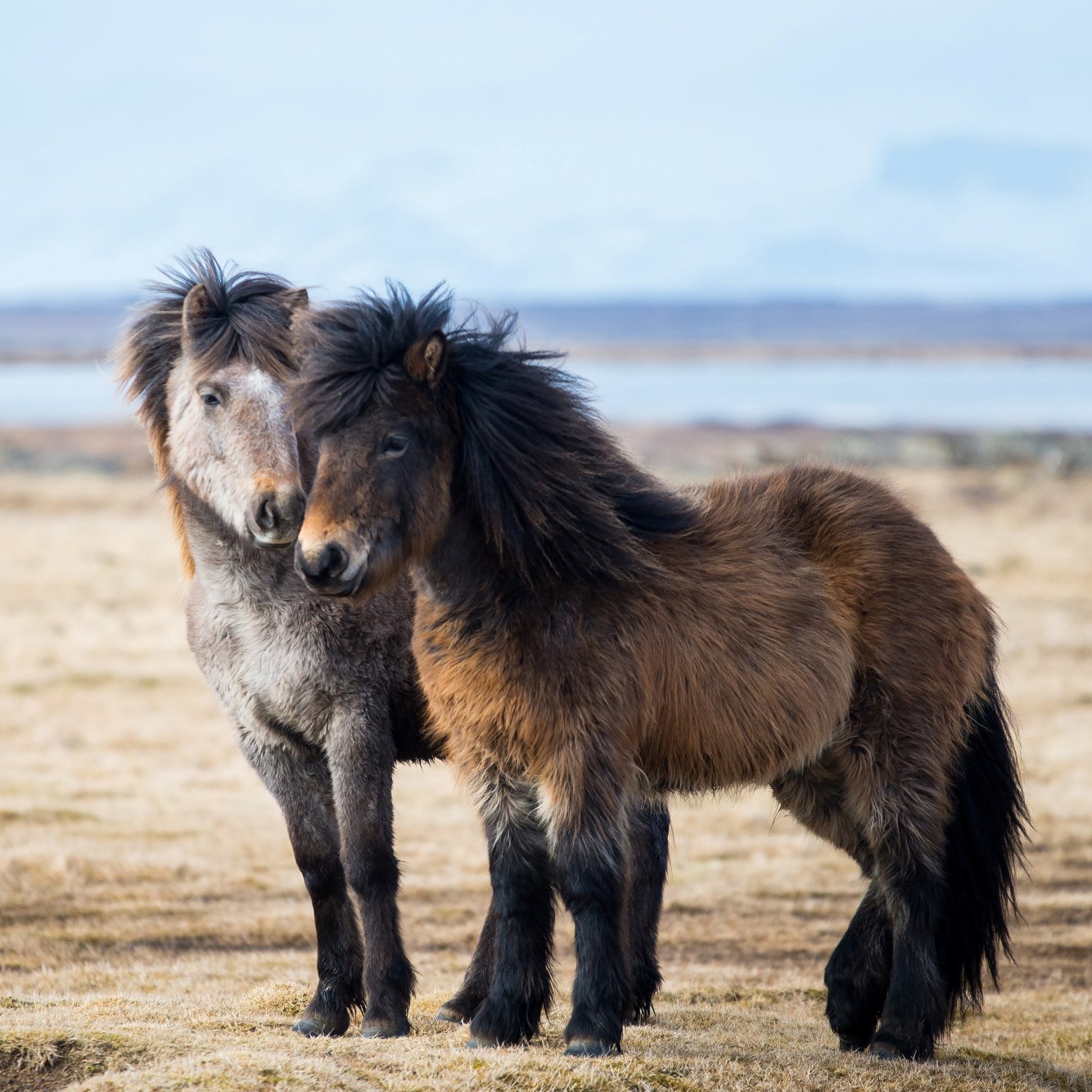 Icelandic horse